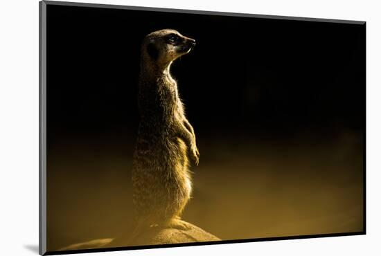 Meerkat (Suricata Suricatta), in Captivity, United Kingdom, Europe-John Alexander-Mounted Photographic Print