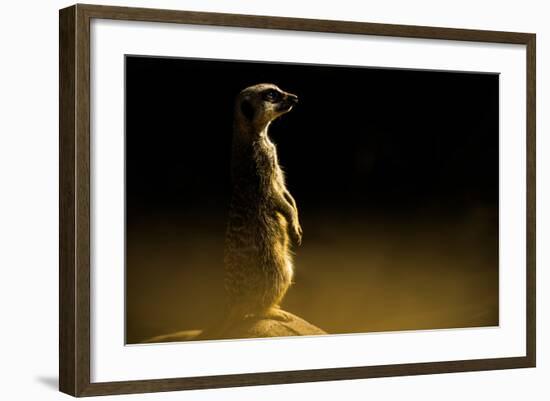 Meerkat (Suricata Suricatta), in Captivity, United Kingdom, Europe-John Alexander-Framed Photographic Print