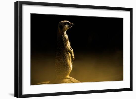 Meerkat (Suricata Suricatta), in Captivity, United Kingdom, Europe-John Alexander-Framed Photographic Print