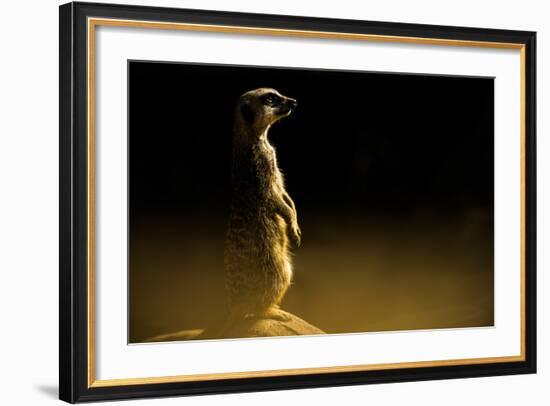 Meerkat (Suricata Suricatta), in Captivity, United Kingdom, Europe-John Alexander-Framed Photographic Print