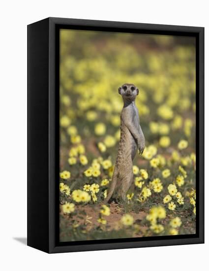 Meerkat (Suricata Suricatta), Kgalagadi Transfrontier Park, South Africa, Africa-Ann & Steve Toon-Framed Premier Image Canvas