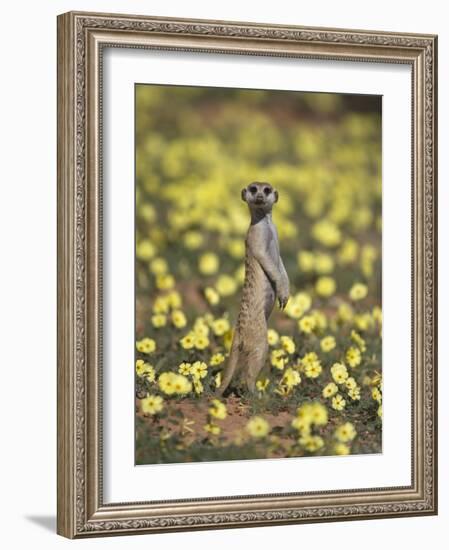 Meerkat (Suricata Suricatta), Kgalagadi Transfrontier Park, South Africa, Africa-Ann & Steve Toon-Framed Photographic Print