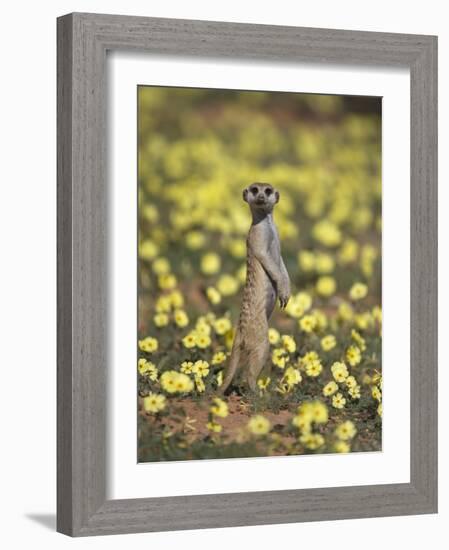 Meerkat (Suricata Suricatta), Kgalagadi Transfrontier Park, South Africa, Africa-Ann & Steve Toon-Framed Photographic Print