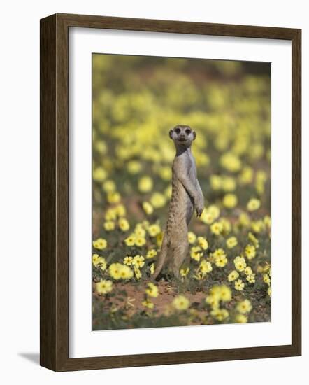 Meerkat (Suricata Suricatta), Kgalagadi Transfrontier Park, South Africa, Africa-Ann & Steve Toon-Framed Photographic Print