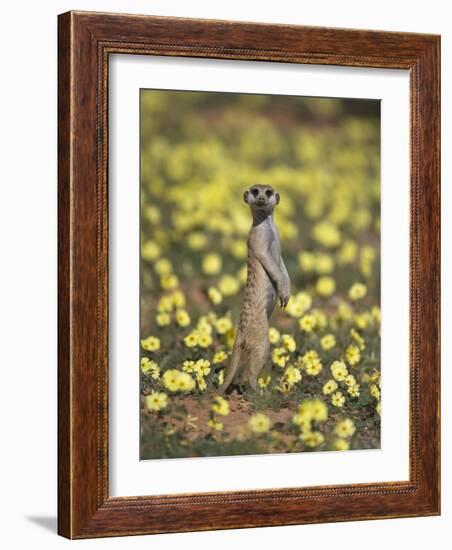 Meerkat (Suricata Suricatta), Kgalagadi Transfrontier Park, South Africa, Africa-Ann & Steve Toon-Framed Photographic Print