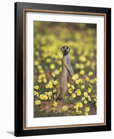 Meerkat (Suricata Suricatta), Kgalagadi Transfrontier Park, South Africa, Africa-Ann & Steve Toon-Framed Photographic Print