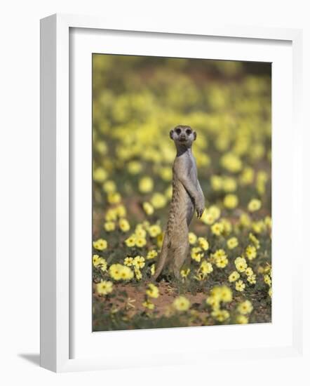 Meerkat (Suricata Suricatta), Kgalagadi Transfrontier Park, South Africa, Africa-Ann & Steve Toon-Framed Photographic Print