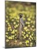 Meerkat (Suricata Suricatta), Kgalagadi Transfrontier Park, South Africa, Africa-Ann & Steve Toon-Mounted Photographic Print