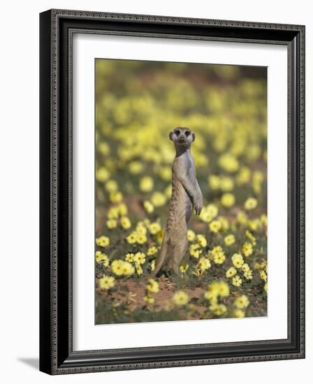 Meerkat (Suricata Suricatta), Kgalagadi Transfrontier Park, South Africa, Africa-Ann & Steve Toon-Framed Photographic Print