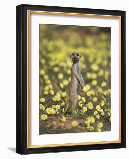 Meerkat (Suricata Suricatta), Kgalagadi Transfrontier Park, South Africa, Africa-Ann & Steve Toon-Framed Photographic Print