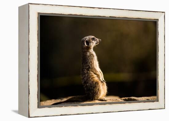 Meerkat (Suricate) (Suricata Suricatta), United Kingdom, Europe-John Alexander-Framed Premier Image Canvas