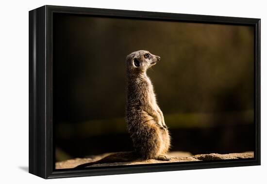 Meerkat (Suricate) (Suricata Suricatta), United Kingdom, Europe-John Alexander-Framed Premier Image Canvas