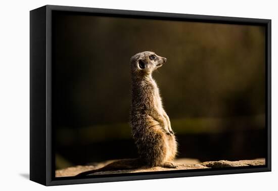 Meerkat (Suricate) (Suricata Suricatta), United Kingdom, Europe-John Alexander-Framed Premier Image Canvas