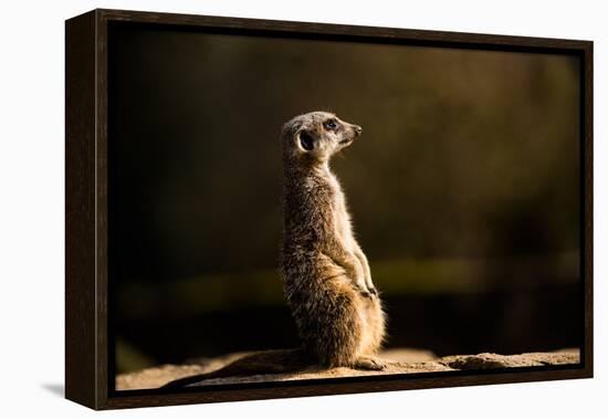 Meerkat (Suricate) (Suricata Suricatta), United Kingdom, Europe-John Alexander-Framed Premier Image Canvas