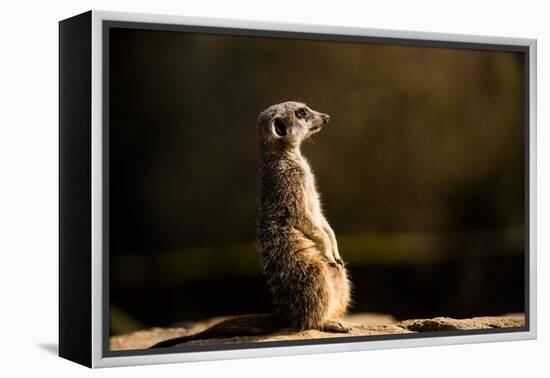 Meerkat (Suricate) (Suricata Suricatta), United Kingdom, Europe-John Alexander-Framed Premier Image Canvas