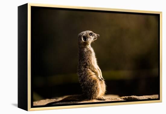 Meerkat (Suricate) (Suricata Suricatta), United Kingdom, Europe-John Alexander-Framed Premier Image Canvas