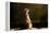Meerkat (Suricate) (Suricata Suricatta), United Kingdom, Europe-John Alexander-Framed Premier Image Canvas