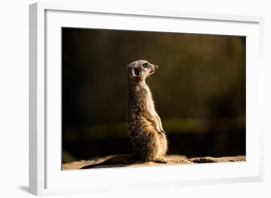 Meerkat (Suricate) (Suricata Suricatta), United Kingdom, Europe-John Alexander-Framed Photographic Print