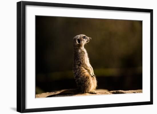 Meerkat (Suricate) (Suricata Suricatta), United Kingdom, Europe-John Alexander-Framed Photographic Print