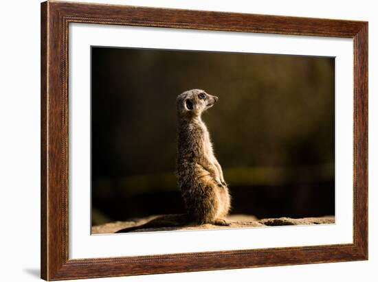 Meerkat (Suricate) (Suricata Suricatta), United Kingdom, Europe-John Alexander-Framed Photographic Print