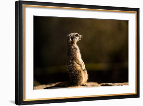 Meerkat (Suricate) (Suricata Suricatta), United Kingdom, Europe-John Alexander-Framed Photographic Print