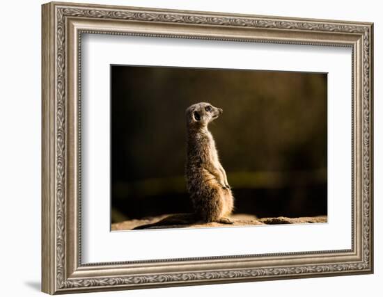 Meerkat (Suricate) (Suricata Suricatta), United Kingdom, Europe-John Alexander-Framed Photographic Print