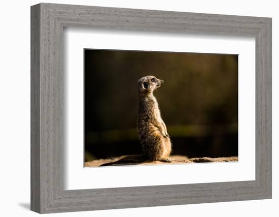 Meerkat (Suricate) (Suricata Suricatta), United Kingdom, Europe-John Alexander-Framed Photographic Print