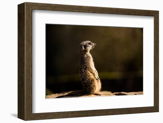 Meerkat (Suricate) (Suricata Suricatta), United Kingdom, Europe-John Alexander-Framed Photographic Print