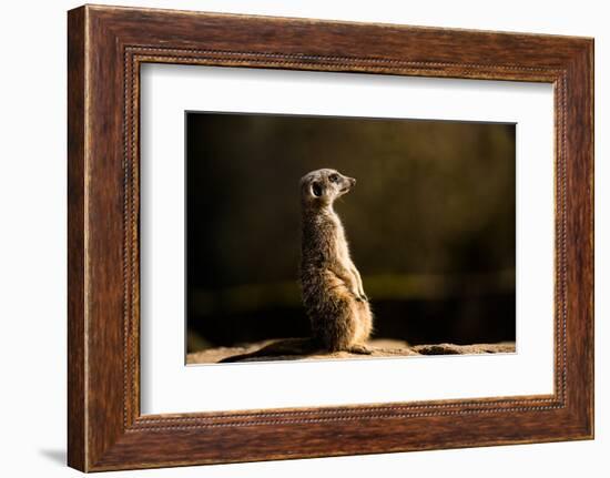 Meerkat (Suricate) (Suricata Suricatta), United Kingdom, Europe-John Alexander-Framed Photographic Print