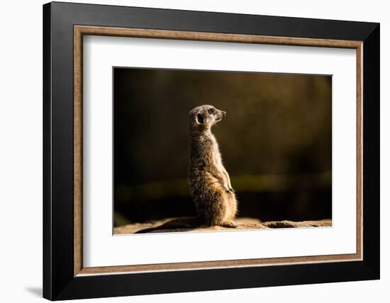 Meerkat (Suricate) (Suricata Suricatta), United Kingdom, Europe-John Alexander-Framed Photographic Print