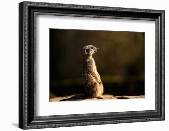 Meerkat (Suricate) (Suricata Suricatta), United Kingdom, Europe-John Alexander-Framed Photographic Print