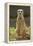 Meerkat, Suricate-null-Framed Premier Image Canvas