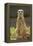 Meerkat, Suricate-null-Framed Premier Image Canvas