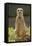 Meerkat, Suricate-null-Framed Premier Image Canvas