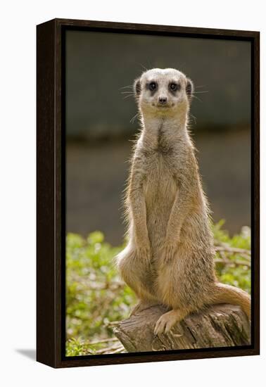 Meerkat, Suricate-null-Framed Premier Image Canvas