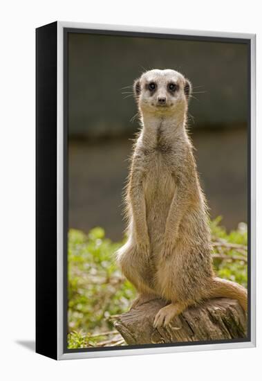 Meerkat, Suricate-null-Framed Premier Image Canvas