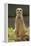 Meerkat, Suricate-null-Framed Premier Image Canvas