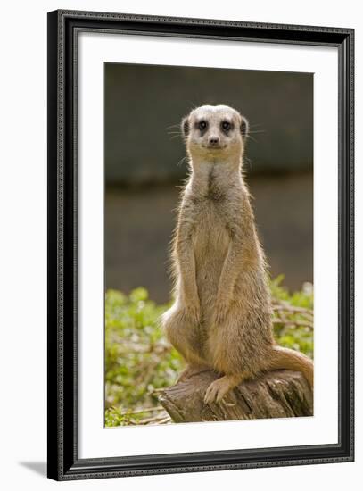 Meerkat, Suricate--Framed Photographic Print