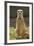 Meerkat, Suricate-null-Framed Photographic Print