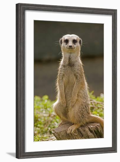 Meerkat, Suricate-null-Framed Photographic Print