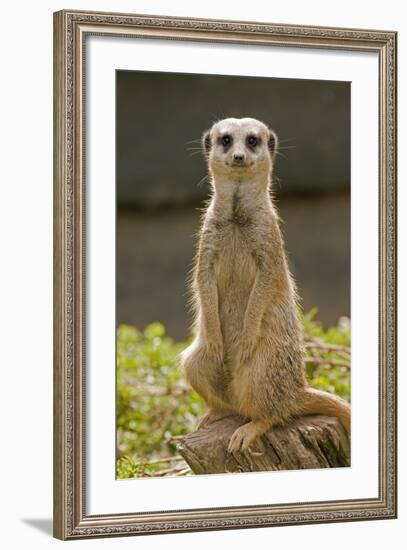 Meerkat, Suricate-null-Framed Photographic Print