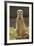 Meerkat, Suricate-null-Framed Photographic Print