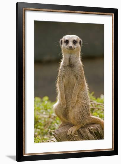 Meerkat, Suricate-null-Framed Photographic Print