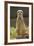 Meerkat, Suricate-null-Framed Photographic Print