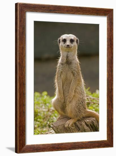 Meerkat, Suricate-null-Framed Photographic Print