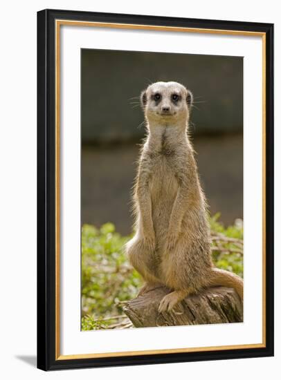 Meerkat, Suricate-null-Framed Photographic Print