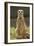 Meerkat, Suricate-null-Framed Photographic Print