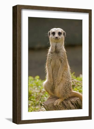 Meerkat, Suricate-null-Framed Photographic Print