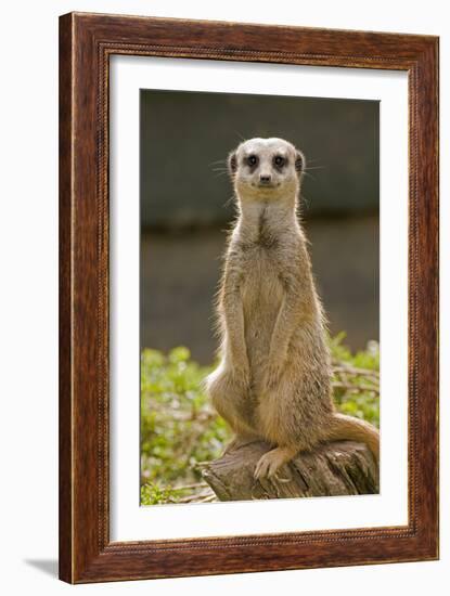 Meerkat, Suricate-null-Framed Photographic Print