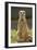 Meerkat, Suricate-null-Framed Photographic Print